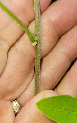 twig